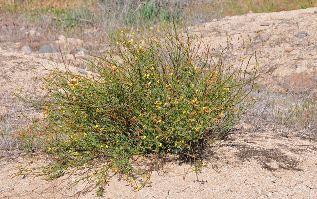 Lotus rigidus, Shrubby Deervetch, Southwest Desert Flora